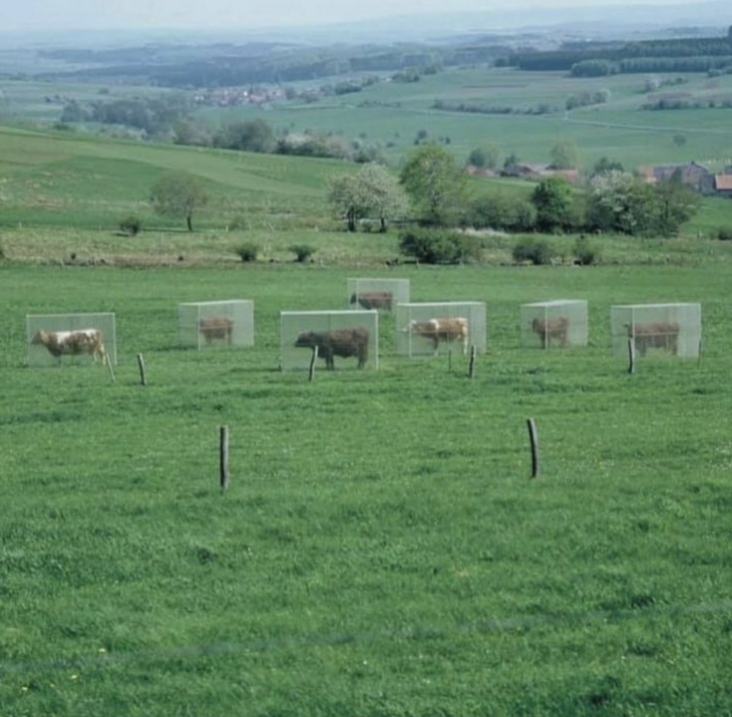 ottmar hoerl cows